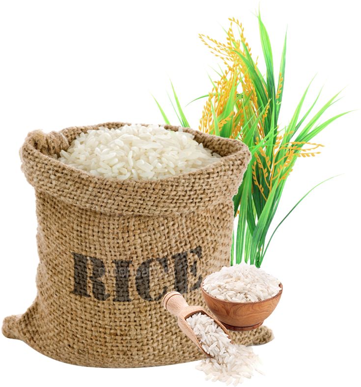 Rice